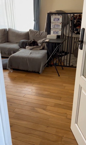 ソファで寝てるワンコ