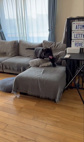 ソファで舌だしてるワンコ