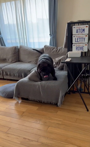 ソファから降りようとするワンコ