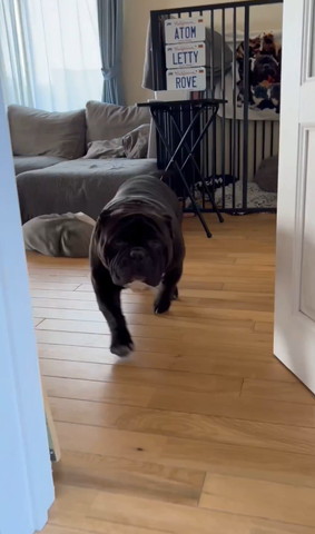 玄関にいる黒いワンコ後ろ姿