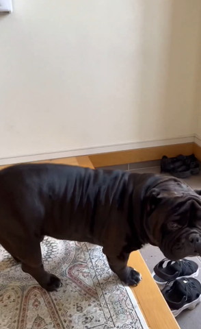 玄関にいるワンコカメラ目線？