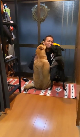 パパさんを並んで迎える2匹のワンコ