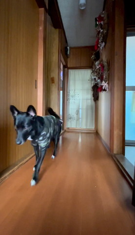 廊下歩く黒いワンコ
