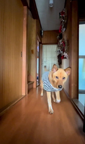 廊下を歩く茶色いワンコ