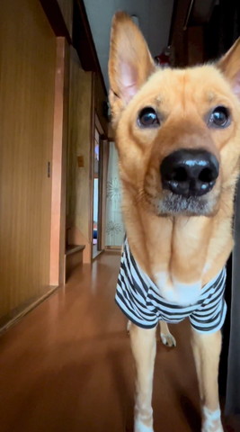 茶色いワンコアップ