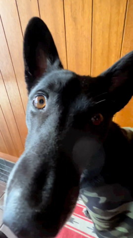 黒いワンコアップ