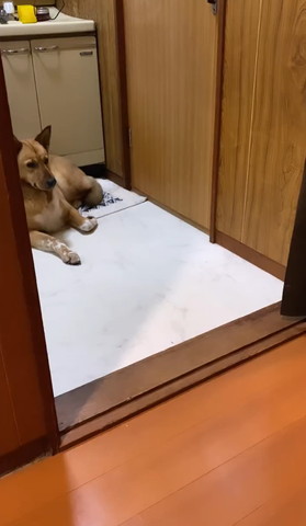 洗面所にわんこ