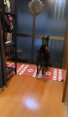 玄関にいる黒いワンコ後ろ姿