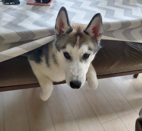 テーブルクロス下にワンコ