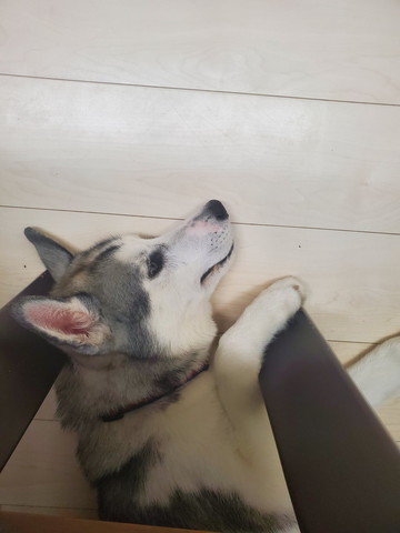 テーブル下にいるワンコ