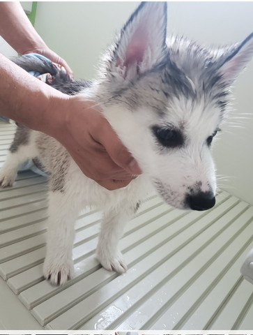 お風呂中の子犬