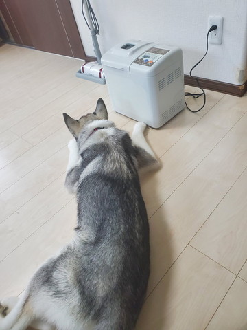 ホットベーカリー見てるワンコ