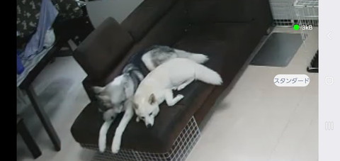 ペットカメラに映るワンコ2匹