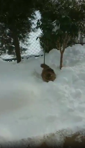 雪の上猫遠くから