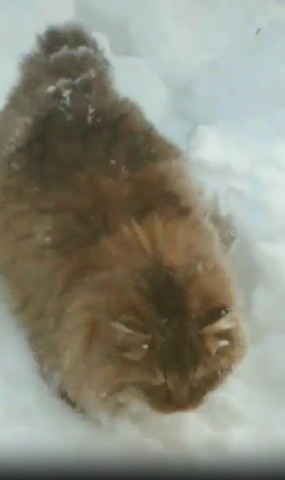 雪の上猫アップ