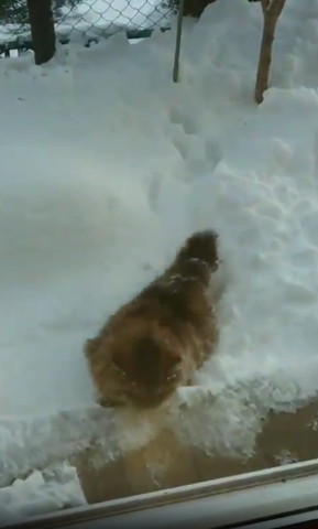 窓際に来た猫