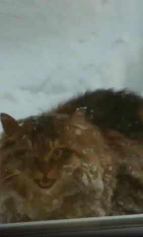 窓際で鳴く猫