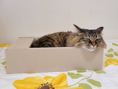 箱にいる猫ちゃん