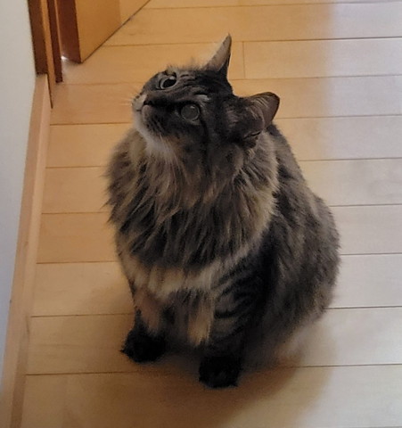 お座りして上を見つめてる猫