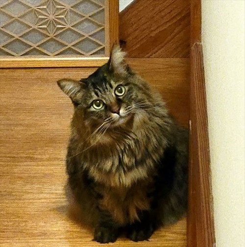お座りして上を見つめてる猫