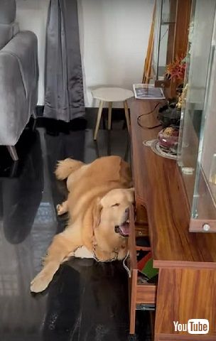 寝落ちするワンコ