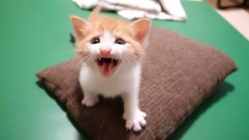 ねこねこチャンネル