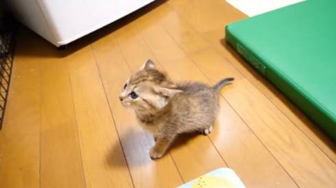 猫クイズ