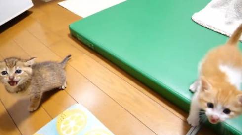 猫 ねこねこチャンネル 茶っくん きーちゃん クイズ 保護猫