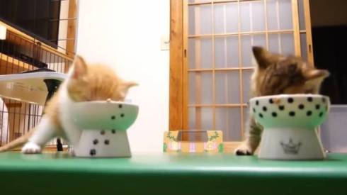 猫 ねこねこチャンネル 茶っくん きーちゃん クイズ 保護猫