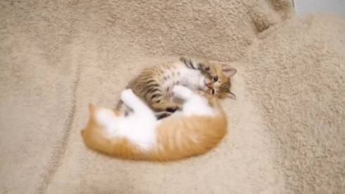 猫 ねこねこチャンネル 茶っくん きーちゃん クイズ 保護猫