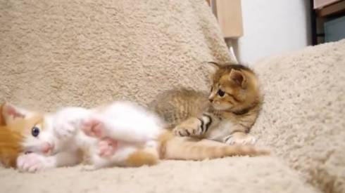 猫 ねこねこチャンネル 茶っくん きーちゃん クイズ 保護猫