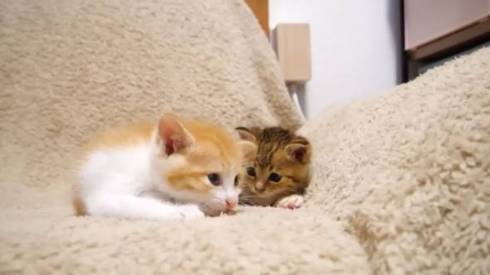 猫 ねこねこチャンネル 茶っくん きーちゃん クイズ 保護猫