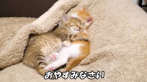 猫 ねこねこチャンネル 茶っくん きーちゃん クイズ 保護猫