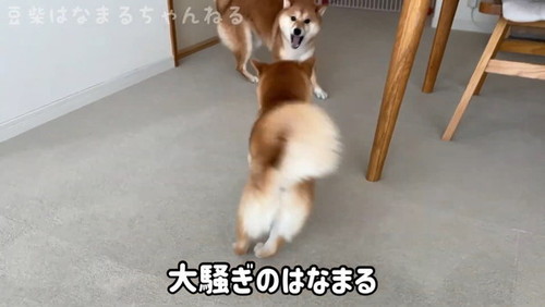 走る犬