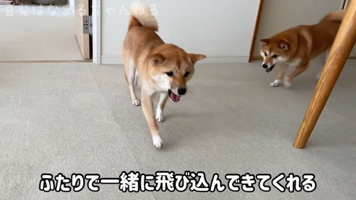 駆け回る犬