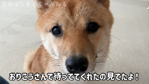 笑顔を向ける犬