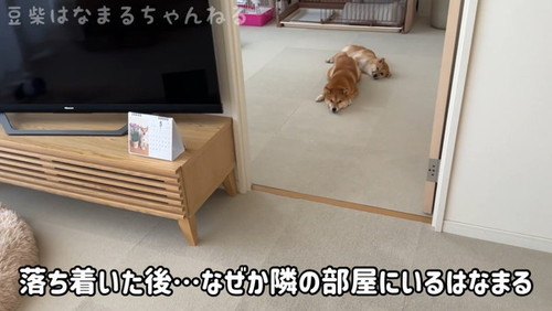 寝ている犬