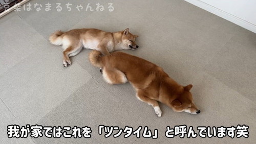 寝ている犬