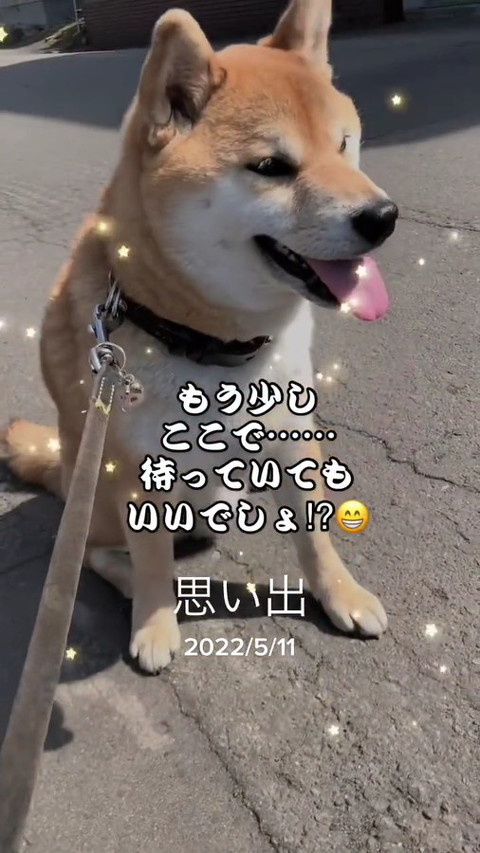 犬