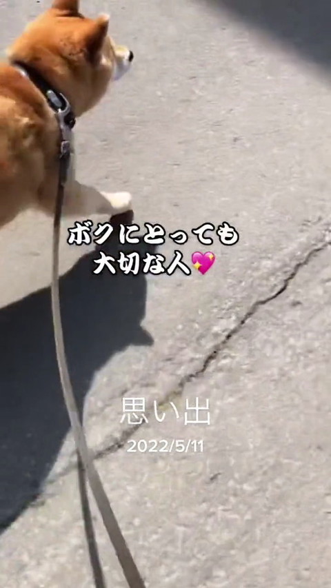 犬