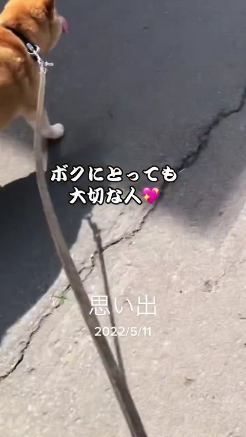 犬