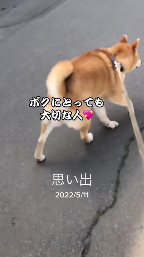 犬