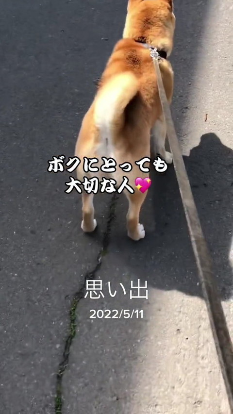 犬