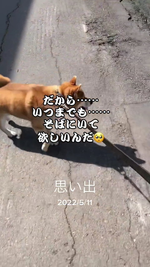 犬