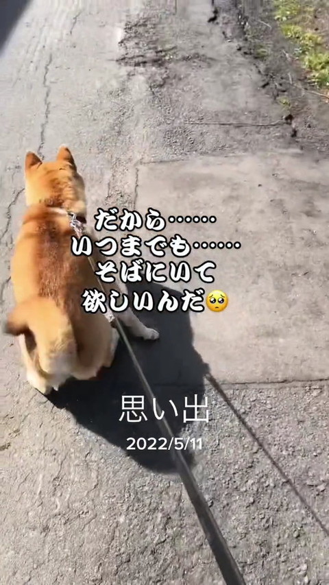 犬