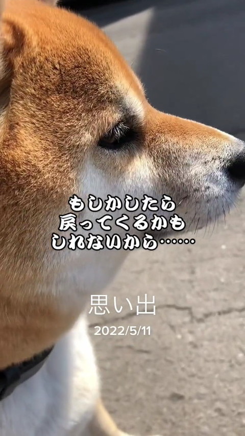 犬