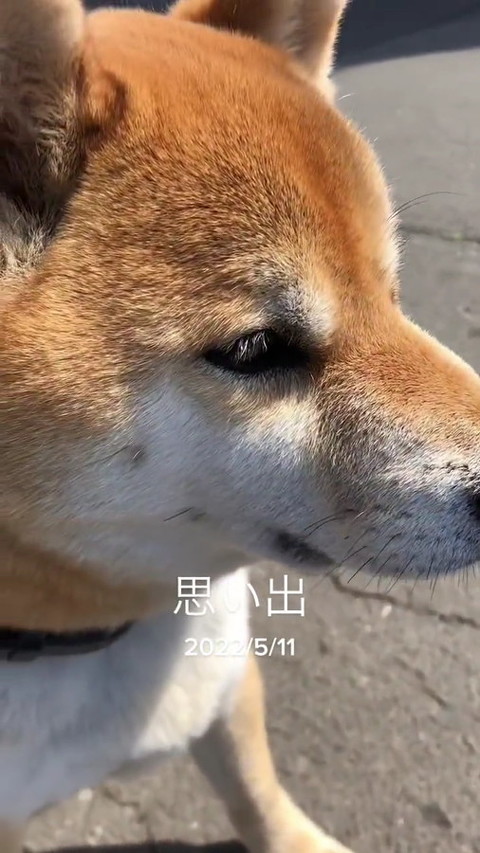 犬