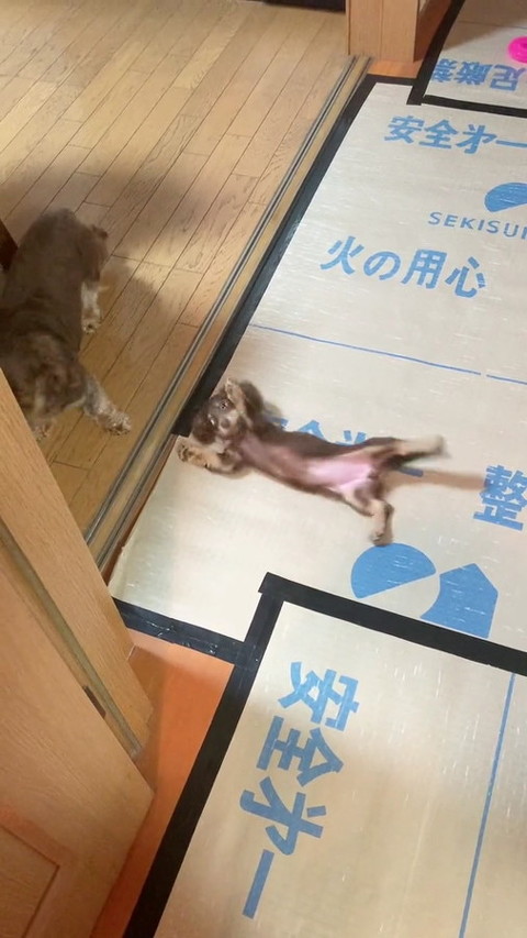 犬