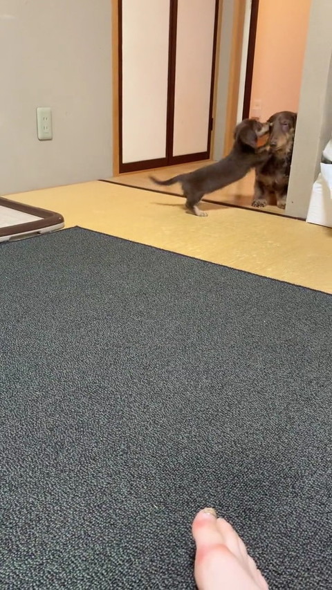 犬