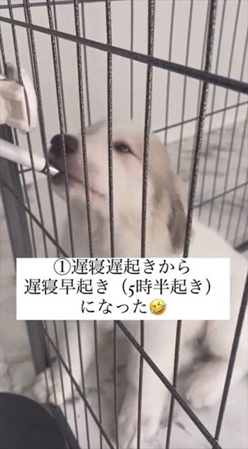 グレートピレニーズを家族に迎えてかわったこと